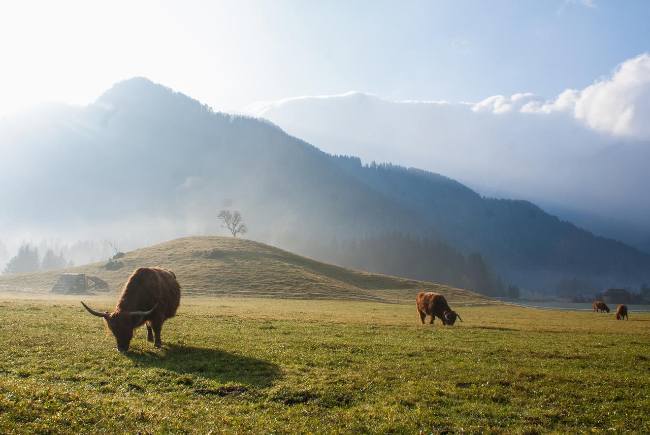 & Glamping Ex Cvet Gora 3* Zgornje Jezersko